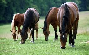 Horses.jfif